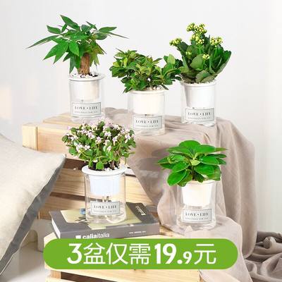 发财树绿植栀子花卉桌面小盆栽芦荟多肉植物水培绿萝办公室内好养 虎窝淘