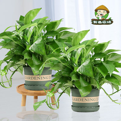 绿萝盆栽植物室内吸除甲醛净化空气好养活绿箩办公室去味水培绿植 虎窝淘