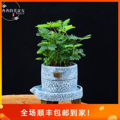 含羞草盆栽害羞草办公室内绿植花卉阳台客厅趣味植物防辐射吸甲醛 虎窝淘