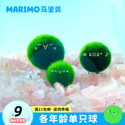 Marimo马里莫 幸福球藻 特别可爱水培萌宠海藻球炸毛君新奇植物 虎窝淘