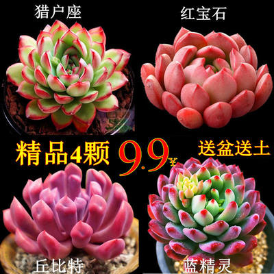 仙人掌可爱猫咪尾巴多肉植物盆栽室内办公室开花仙人球猴尾柱盆景 虎窝淘