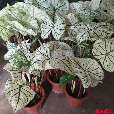 彩叶芋花叶竹芋观叶植物室内庭院盆栽热带雨林风格造景绿植花卉 虎窝淘