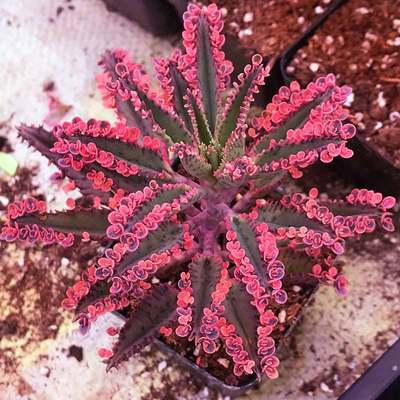 6种不死鸟组合套餐 不死鸟锦多肉植物落地生根白蓝鸟不死多肉 虎窝淘
