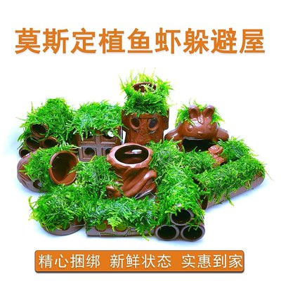 虾屋莫斯虾窝水族孵化罐小鱼躲避洞水晶虾躲避屋 虎窝淘