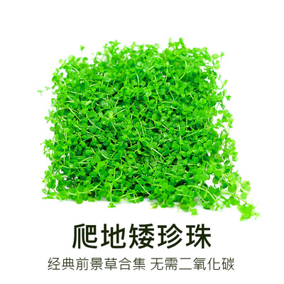 前景草鱼缸草坪爬地矮珍珠趴地矮珍珠爬地珍珠鱼缸造景水草 虎窝淘