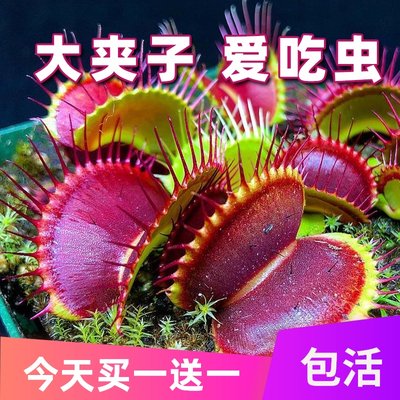 捕蝇草盆栽驱蚊草捕虫草扑蝇草食虫植物食人花猪笼草大嘴超大 虎窝淘