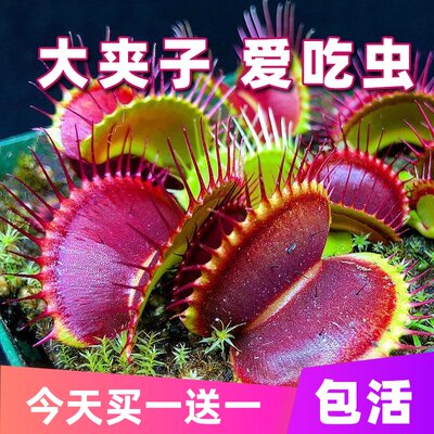 捕蝇草盆栽驱蚊草捕虫草扑蝇草食虫植物食人花猪笼草大嘴超大 虎窝淘