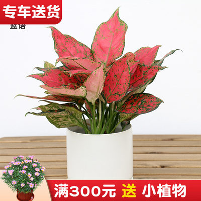 如意皇后花盆栽彩色粗肋草万年青类绿植花卉非常好养的室内植物 虎窝淘