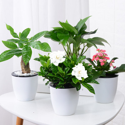 发财树绿萝室内栀子花富贵竹吊兰办公桌小绿植盆栽水培植物四季花 虎窝淘
