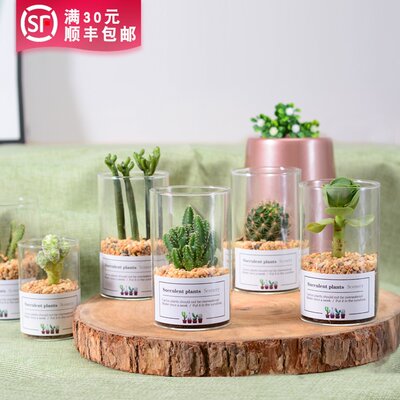 多肉植物仙人掌类盆栽室内办公桌面防辐射万重山芦荟虎皮兰仙人球 虎窝淘