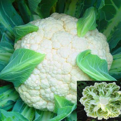 西兰花 价格 图片 淘宝天猫西兰花优惠商品大全 4 人气排序 虎窝淘