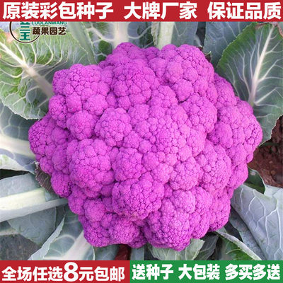 紫花8043花菜种子 四季种植特色花椰菜西兰花紫色菜花蔬菜种子 心园种业 淘优券