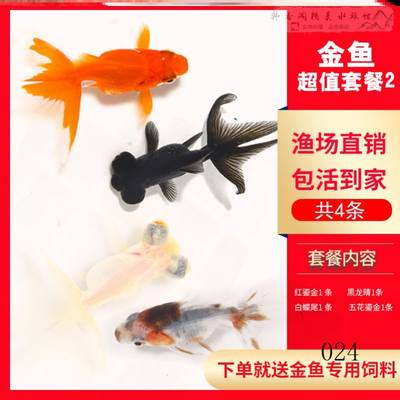 兰寿金鱼活鱼 价格 图片 淘宝天猫兰寿金鱼活鱼优惠商品大全 3 综合排序 虎窝淘