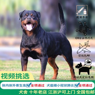 罗威纳幼犬 价格 图片 淘宝天猫罗威纳幼犬优惠商品大全 综合排序 虎窝淘