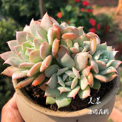 多肉植物仙人掌组合盆栽真花电脑防辐射ins北欧风绿植室内盆栽 虎窝淘