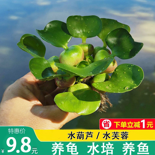 水葫芦芙蓉挺水植物草花水培生四季宿舍养龟鱼虾陆缸室内盆栽四季