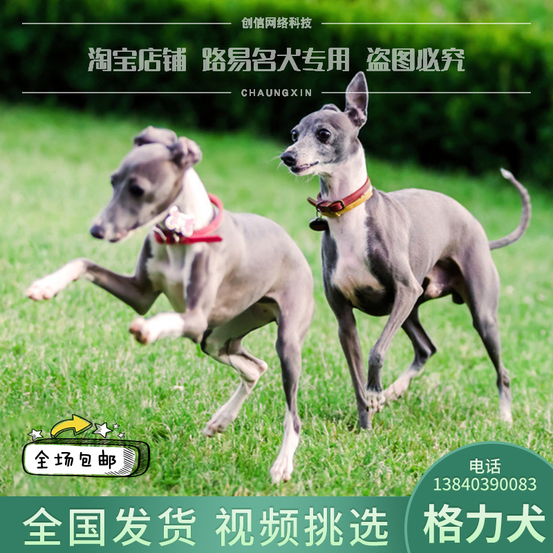 格力犬幼犬纯种猎兔犬成年细狗意大利灵缇犬惠比特犬山东细犬包邮 虎窝淘 格力犬幼犬纯种猎兔犬成年细狗意大利灵缇犬惠比特犬山东细犬包邮 虎窝淘