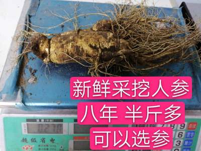 长白山特大新鲜人参半斤250克g单支五两人参新鲜人参