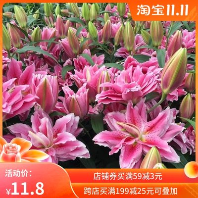 乔乔花屋荷兰进口百合花种球重瓣系列多个品种现货 虎窝淘