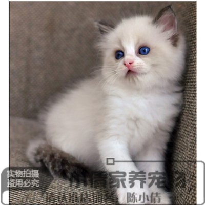 纯种家养海豹双色满背布偶猫活体宠物猫幼猫猫咪蓝双色y 虎窝淘