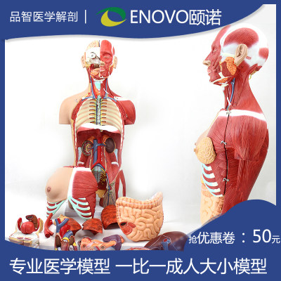 Enovo颐诺医学人体系统器官结构内脏可拆卸教学躯干人体解剖模型 虎窝淘