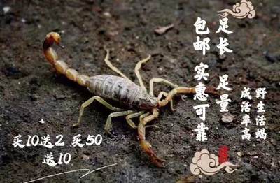 养生药用优质活蝎子泡酒食用大量出口孕蝎 大个公蝎 幼蝎 虎窝淘