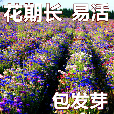 花舞雪日本进口花吹雪促花肥植物营养液有机肥料开花神器盆栽家用 虎窝淘