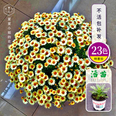 夏夏花园 玛格丽特花苗耐寒耐旱带土植物阳台室内盆栽花卉爆盆hm 虎窝淘