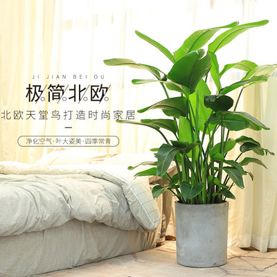 天堂鸟鹤望兰盆栽大型植物苗虹越好养活镇宅室内家居软装装饰绿植 虎窝淘