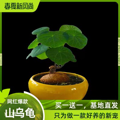 买一送一圆叶山乌龟盆栽室内鲜花卉好养绿植云南多肉植物组合花盆 虎窝淘