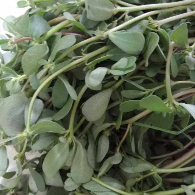 新鲜马齿苋马齿苋菜老鼠耳猪母菜野菜马蜂菜长命菜长寿菜500g包邮 虎窝淘