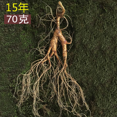 长白山鲜人参东北鲜参人参林下参新鲜泡酒山参大个鲜人参250g 虎窝淘