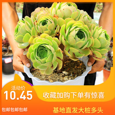 玫瑰欧紫韶羞法师多肉植物老桩大株巨型多头超大花黑法师盆栽系列 虎窝淘