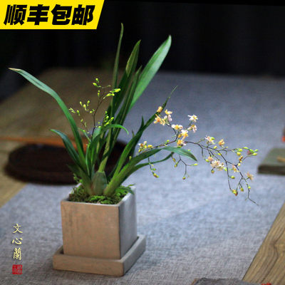 苔玉 淘宝天猫优惠券折扣 苔玉相关商品大全价格图片搜索赛选 综合排行 虎窝淘