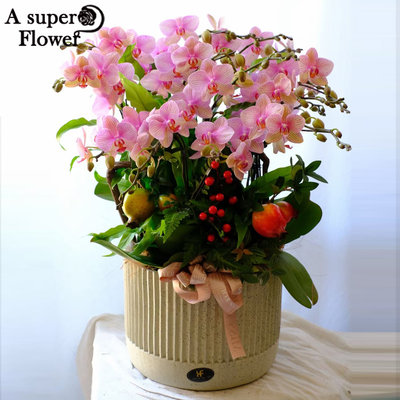 杭州花店新年蝴蝶兰盆栽办公居家花卉同城鲜花速递乔迁生日送长辈 虎窝淘