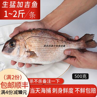 当天捕捞活发野生加吉鱼加利鱼真鲷刺身海鱼鲜活海鲜500g海钓鱼 虎窝淘