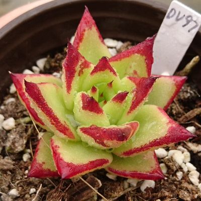 口红魅惑之宵东云系乌木杂多肉植物萌肉盆栽绿植办公室一物一拍 虎窝淘