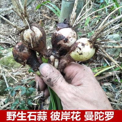 野彼岸花红花石蒜舍子花曼陀罗蟑螂花老鸦蒜龙爪花蒜头草珠沙华 虎窝淘