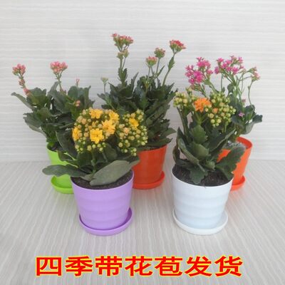 宫灯长寿花盆栽重瓣花苗四季带花苞办公室室内花卉绿植观花植物 虎窝淘