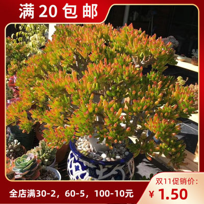 吸财树老桩群生多肉植物筒叶花月发财树室内多肉萌肉肉花卉绿植 虎窝淘