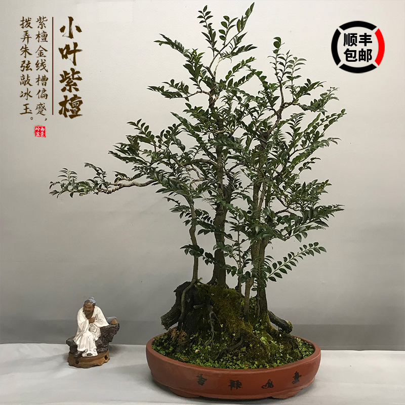 造型盆景小叶紫檀树桩花卉黑骨茶盆栽室内摆件镇宅四季常青绿植物 虎窝淘 造型盆景小叶紫檀树桩花卉黑骨茶盆栽室内摆件镇宅四季常青绿植物 虎窝淘