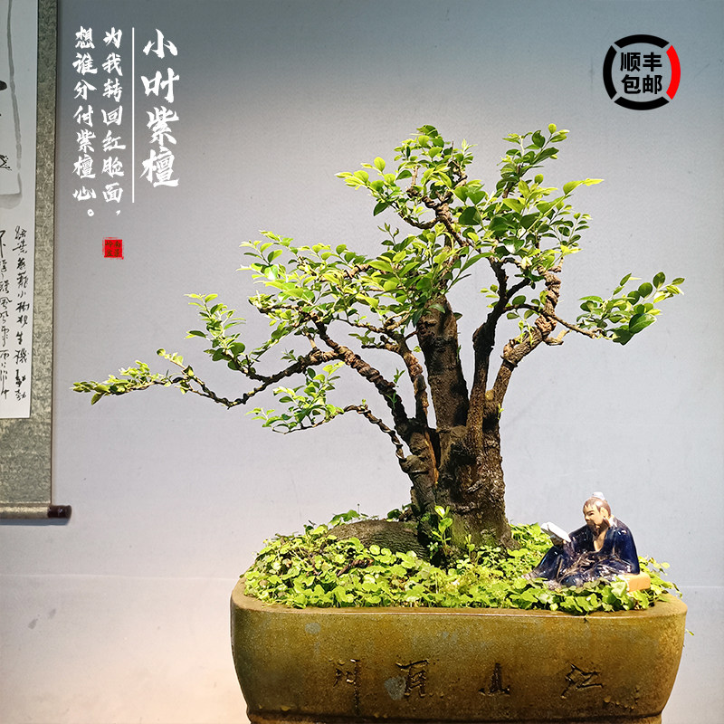 造型盆景小叶紫檀树桩花卉黑骨茶盆栽室内摆件镇宅四季常青绿植物 虎窝淘