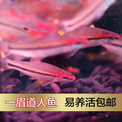 热带鱼一眉道人观赏鱼红眉道人鱼苗大中型鱼草缸鱼群游鱼淡水活鱼 虎窝淘