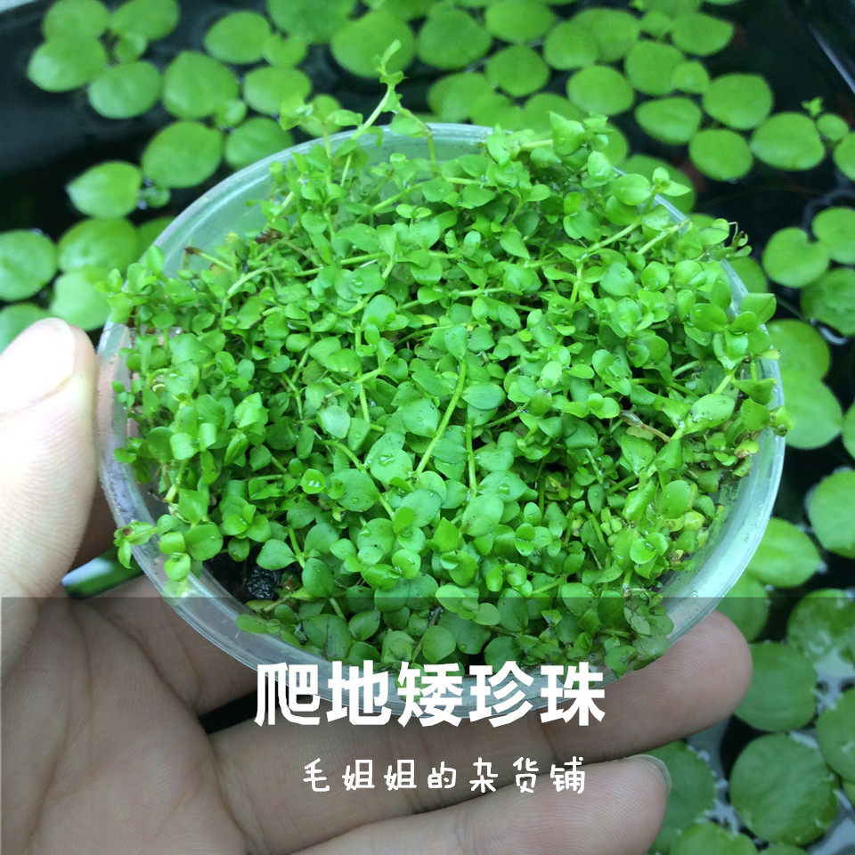 爬地矮珍珠可绑石头前景草鱼缸箱造景绑沉木直径7cm盆装超好养 虎窝淘