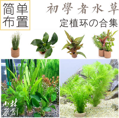 小林入门新手金鱼定植水草淡水鱼缸植物装饰水族箱造景懒人包邮 虎窝淘