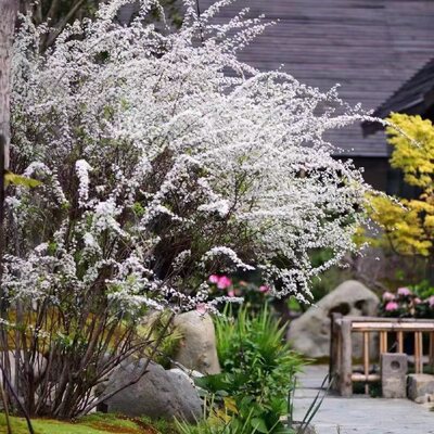 花之町园艺早春花灌木喷雪花花开如雪庭院花园小花树 虎窝淘