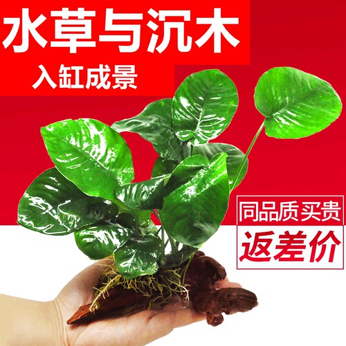沉木水榕水草植物真草鱼缸水草造景水族活净水阴性新手懒人造景