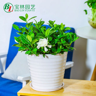 栀子花盆栽白蝉花盆景室内外家居阳台庭院开花净化空气观花绿植 虎窝淘
