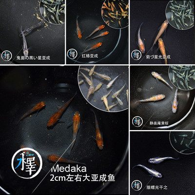 小型冷水观赏鱼风水鱼锦鲤观背青鳉锦鳉魔法鱼小型锦鲤金鱼懒人鱼 虎窝淘