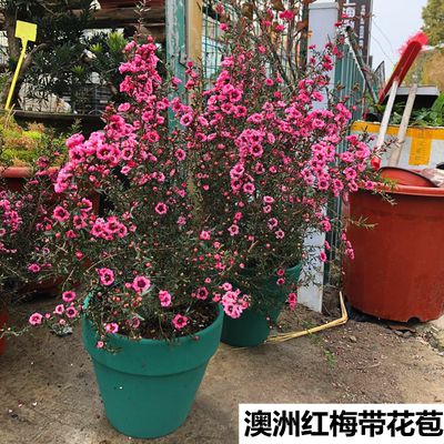 澳洲松红梅盆栽花苗室外庭院花园耐寒耐冻花卉植物三色松红梅盆栽 虎窝淘